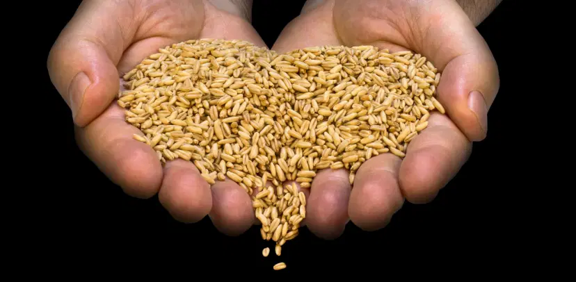 Seeds Reports Hub by Mordor Intelligence