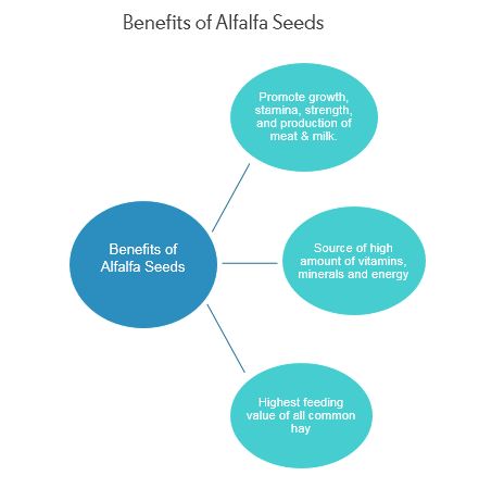 Alfalfa Seeds Market Key Trends